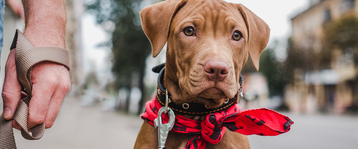 Resident walking dog near our pet-friendly apartments in Baltimore.